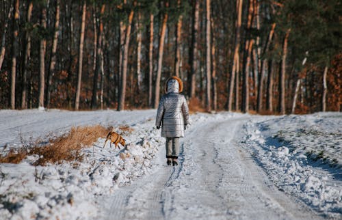乡村小路, 冬季, 冷 的 免费素材图片
