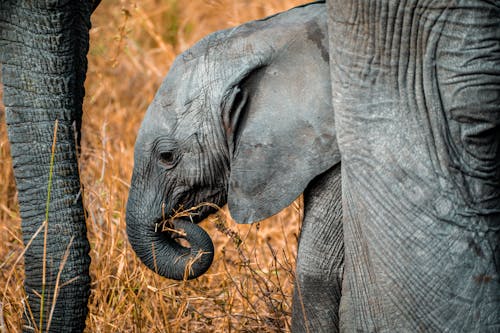 Foto d'estoc gratuïta de animals, bebè, bufó