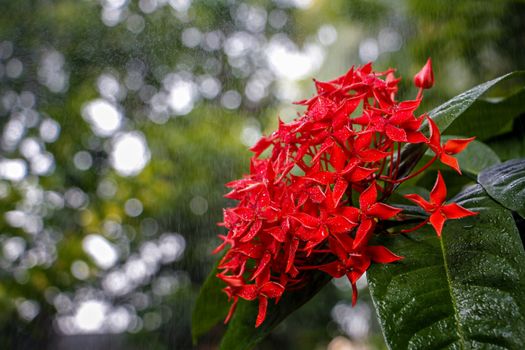 Rainfall over Red Flowers