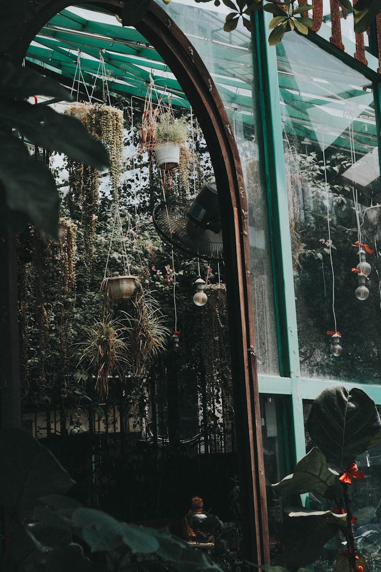 Plants Behind Greenhouse Window