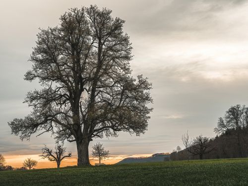 Free Solitary tree in a serene meadow at sunset, capturing the beauty of nature's tranquility. Stock Photo