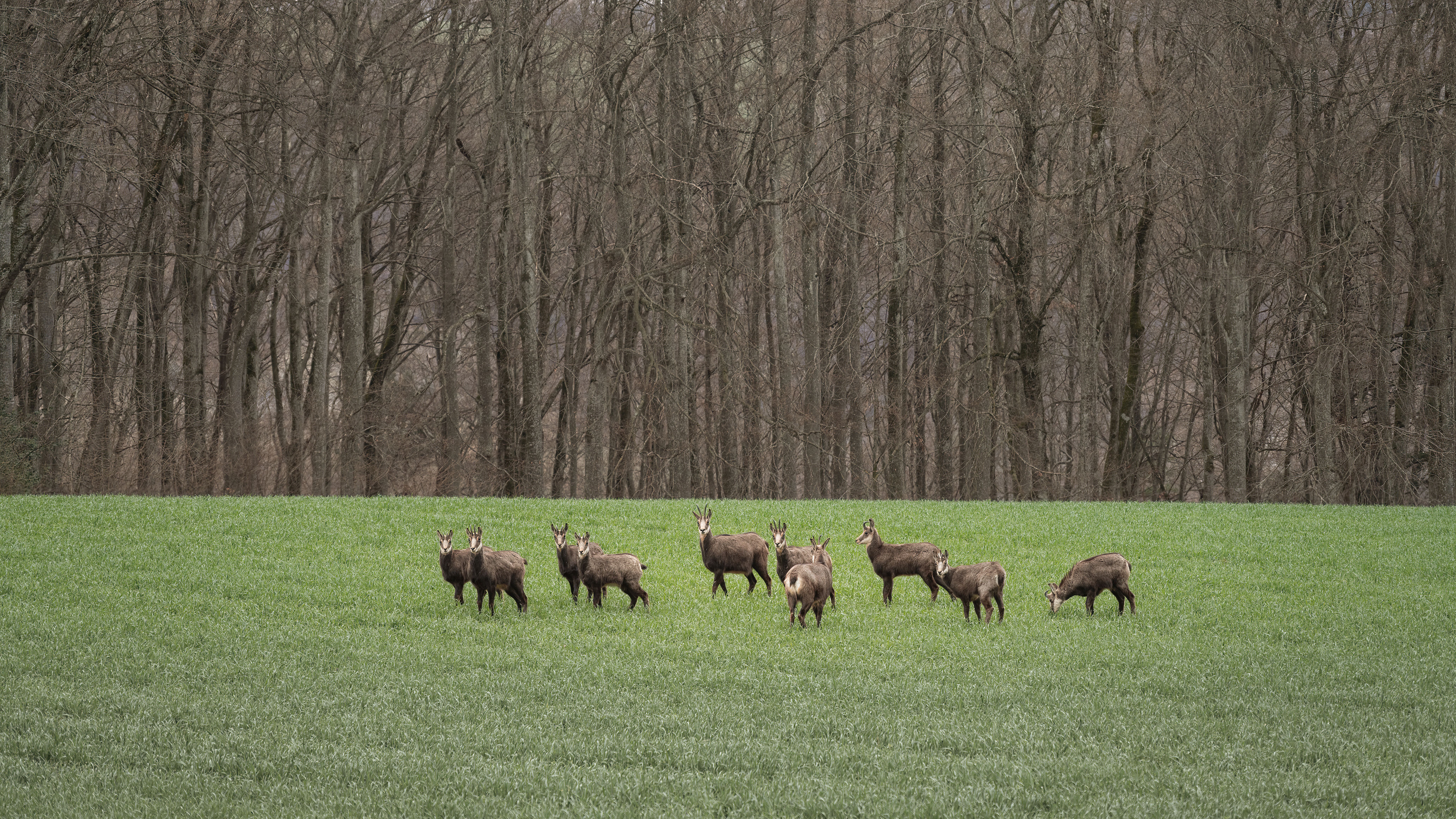 Voir des animaux sauvages sans partir au bout du monde