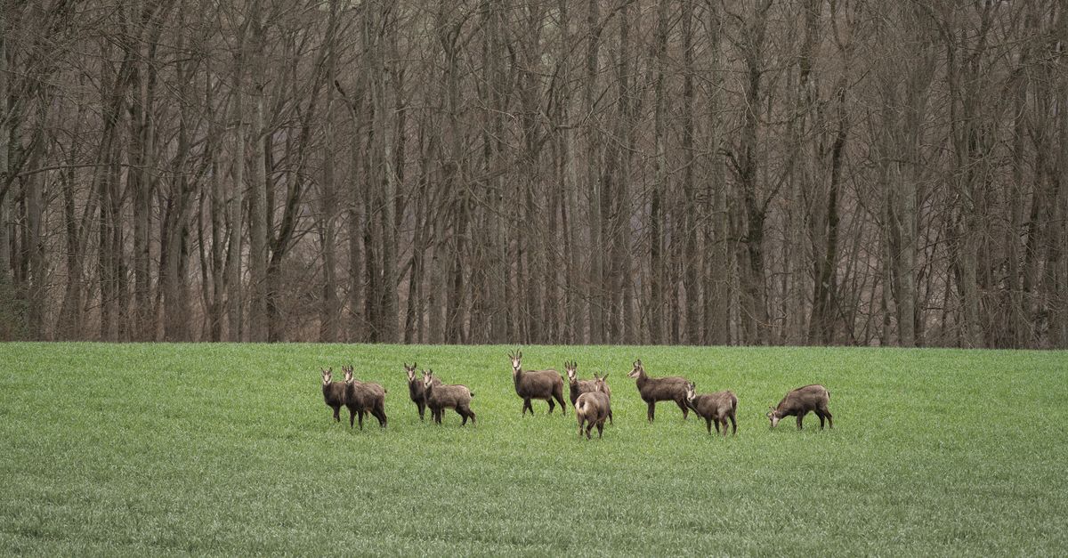 Voir des animaux sauvages sans partir au bout du monde