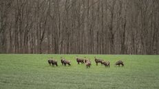 A group of deer peacefully grazing in an open green meadow with a forest backdrop.
