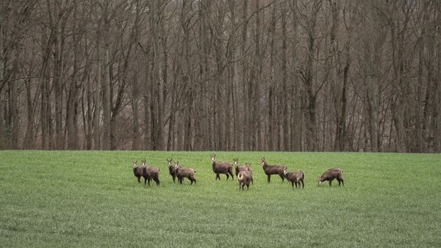 A group of deer peacefully grazing in an open green meadow with a forest backdrop.