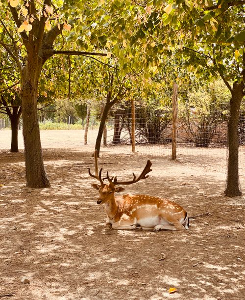 Free A deer with antlers rests under trees in a shaded enclosure, surrounded by nature. Stock Photo