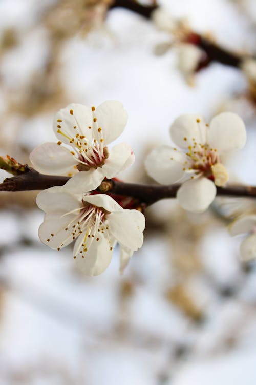 Foto d'estoc gratuïta de branca, creixement, flor de prunera