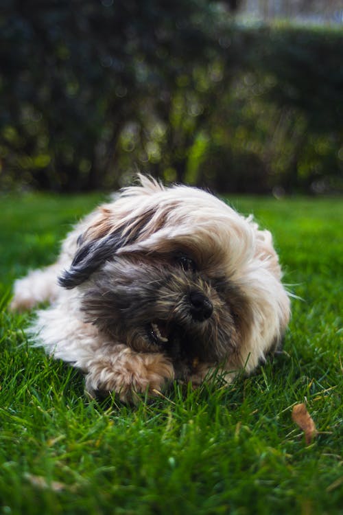 Free Dog Lying Down on Grass Stock Photo