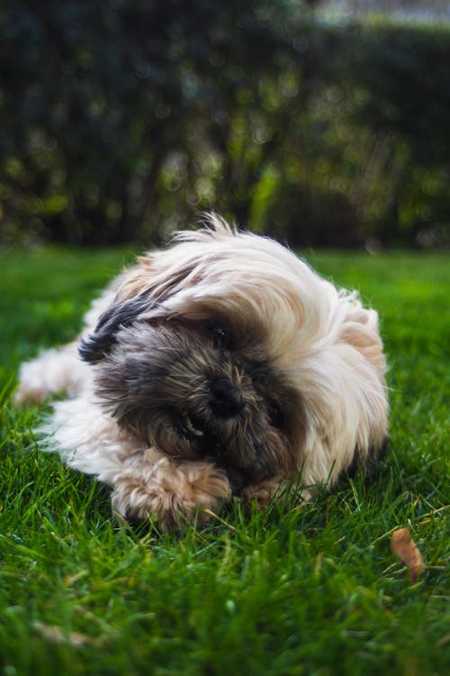 Free Dog Lying Down on Grass Stock Photo