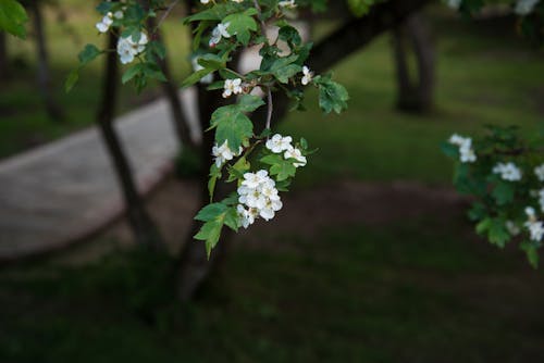 나뭇잎, 하얀 꽃, 하얀색의 무료 스톡 사진