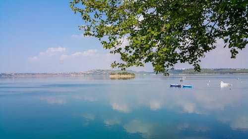 Kostenloses Stock Foto zu baum, blatt, blau