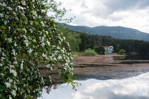집, 하얀 꽃, 호수의 무료 스톡 사진