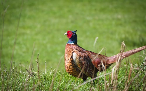 Pheasant looking over a field of grass