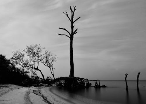 Silhouette of a Dry Tree on a Beach