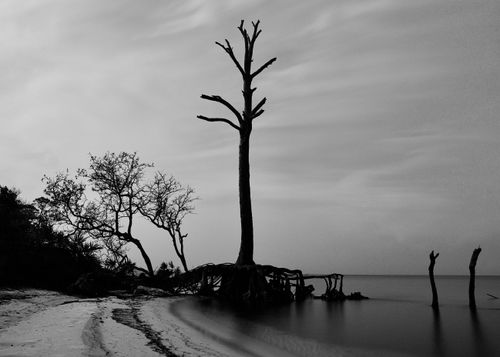 Free A black and white photo of barren trees silhouetted against the sky on a sandy beach in Fort Morgan, Alabama. Stock Photo