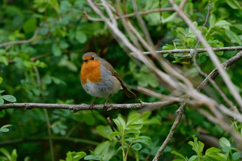 Close-up of a European Robin Perching on a Branch 