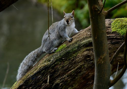 Close-up of anEastern Gray Squirrel 