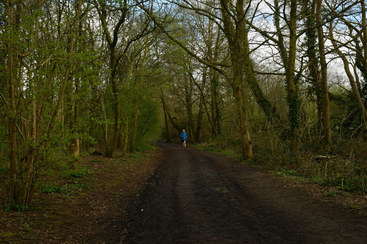Runner wearing a blue jacket on a forest trail
