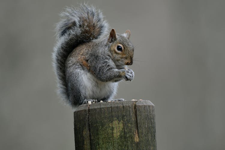 Squirrel On Wooden Post