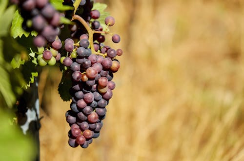 Shallow Focus Photography of Purple Grapes