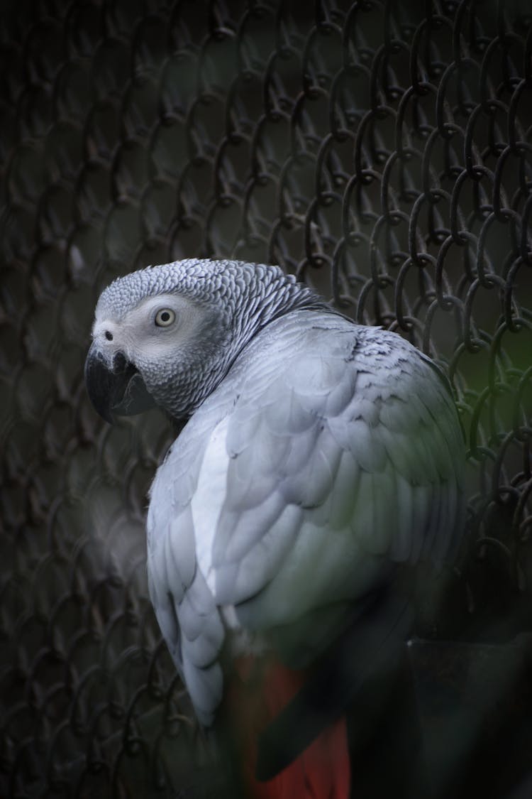 Gray Parrot In Cage