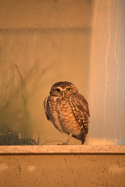 Portrait of Little Owl 