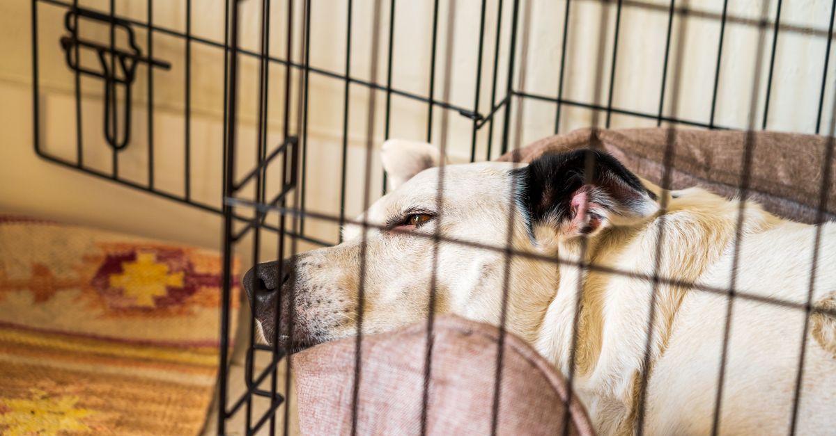 The First 72 Hours With a Rescue Dog: A Calm, Step-by-Step Plan