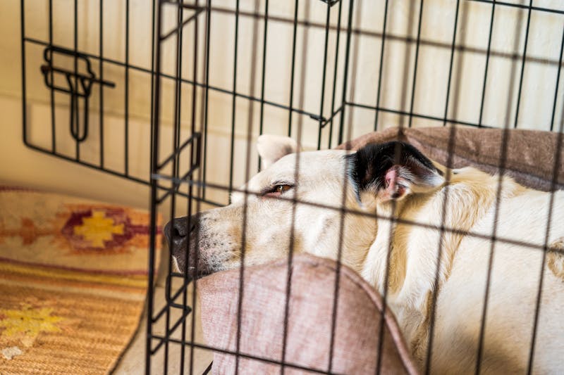 Dog resting comfortably inside a kennel