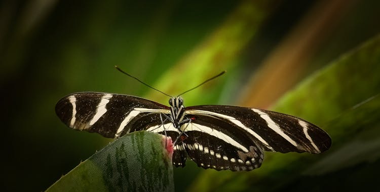 Butterfly On Leaf