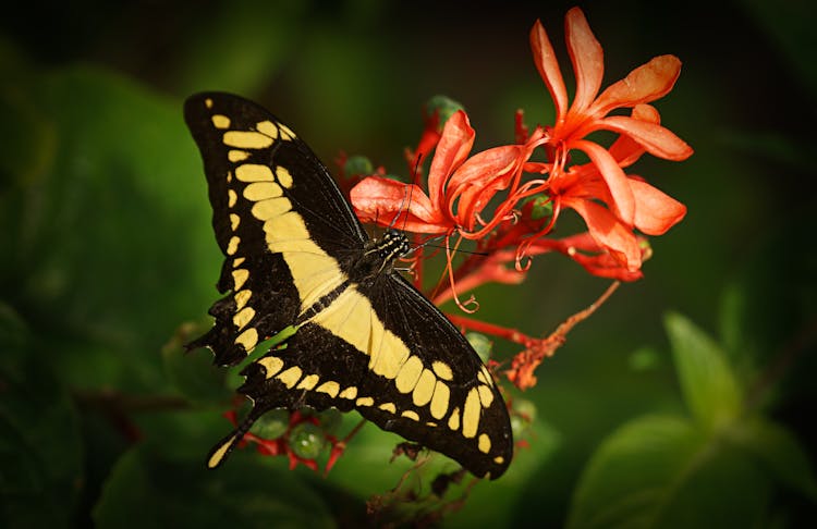 King Swallowtail On Flowers