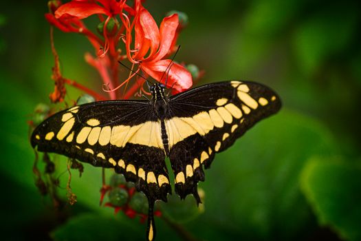 Free stock photo of biology, bright, butterfly