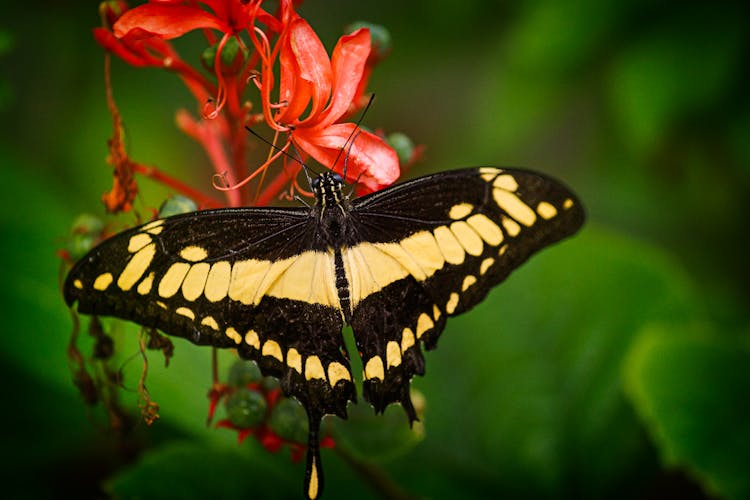 King Swallowtail Butterfly