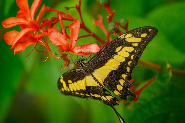 Giant Swallowtail Butterfly