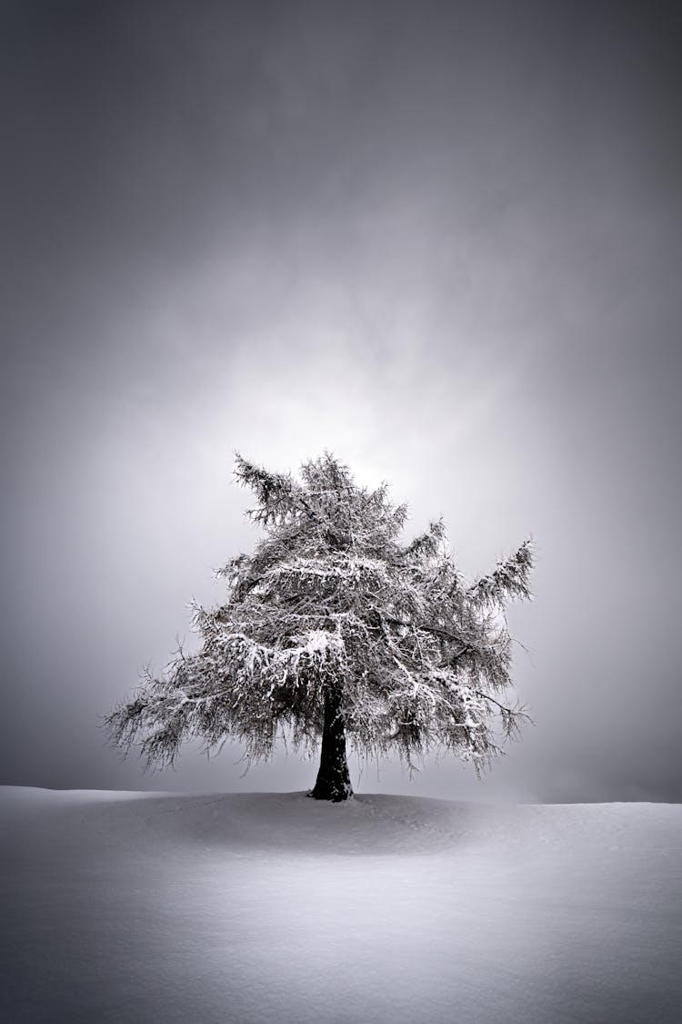 Single Tree In Snow