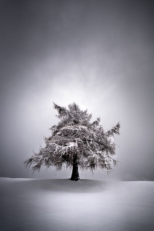 Single Tree in Snow · Free Stock Photo