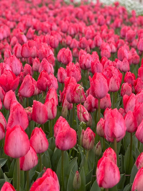Filed of Pink Tulips