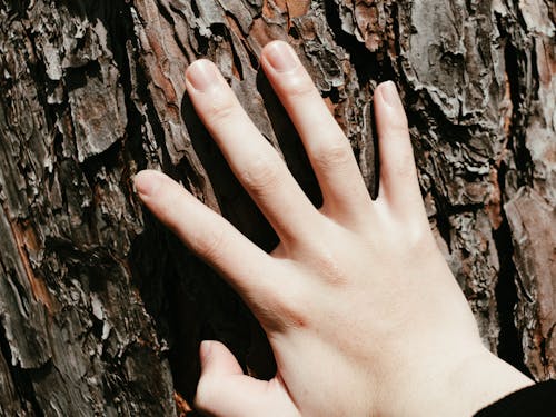 Close-up of Person Touching the Tree Trunk 