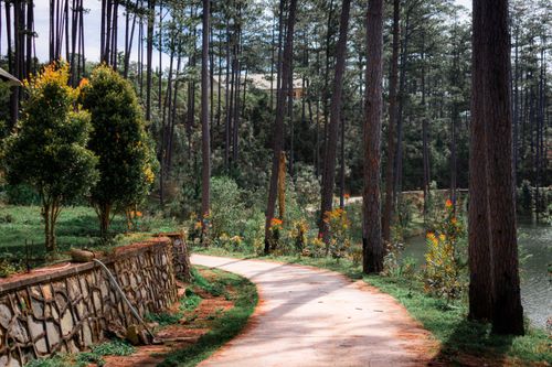 Free A peaceful path through a sunlit evergreen forest with tranquil surroundings. Stock Photo