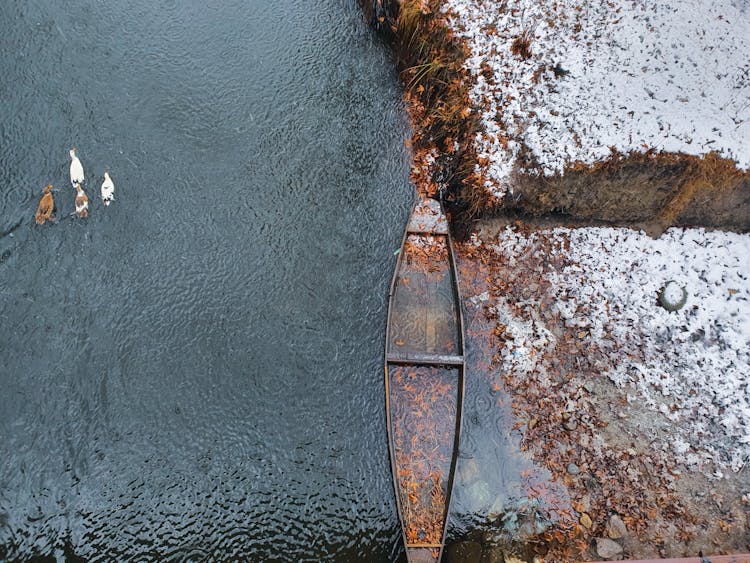 Ducks Near Sunken Boat In Winter