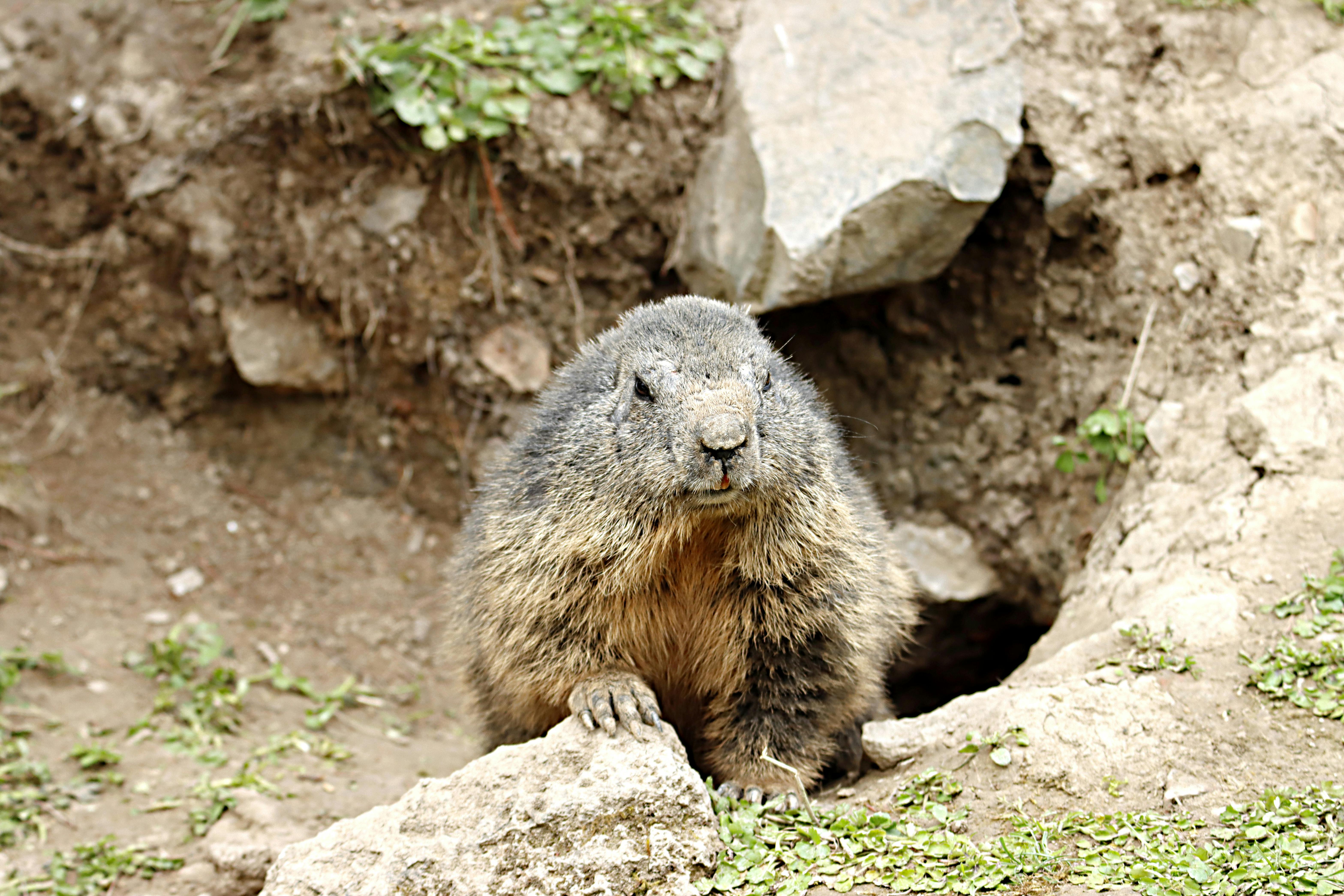 A groundhog peeping from its burrow with a curious expression, capturing a nature moment.