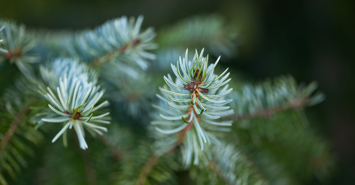 Close up of Evergreen Leaves · Free Stock Photo