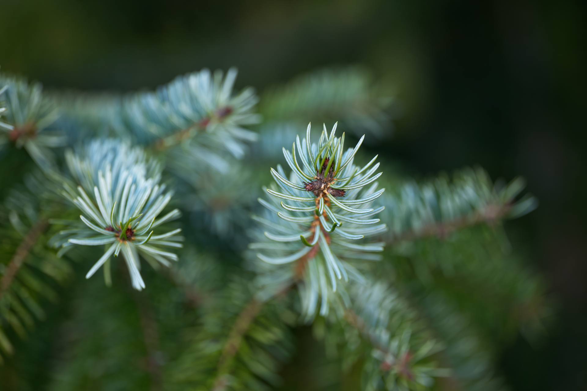 Detailed view of fresh green pine needles, showcasing nature's beauty and serenity.