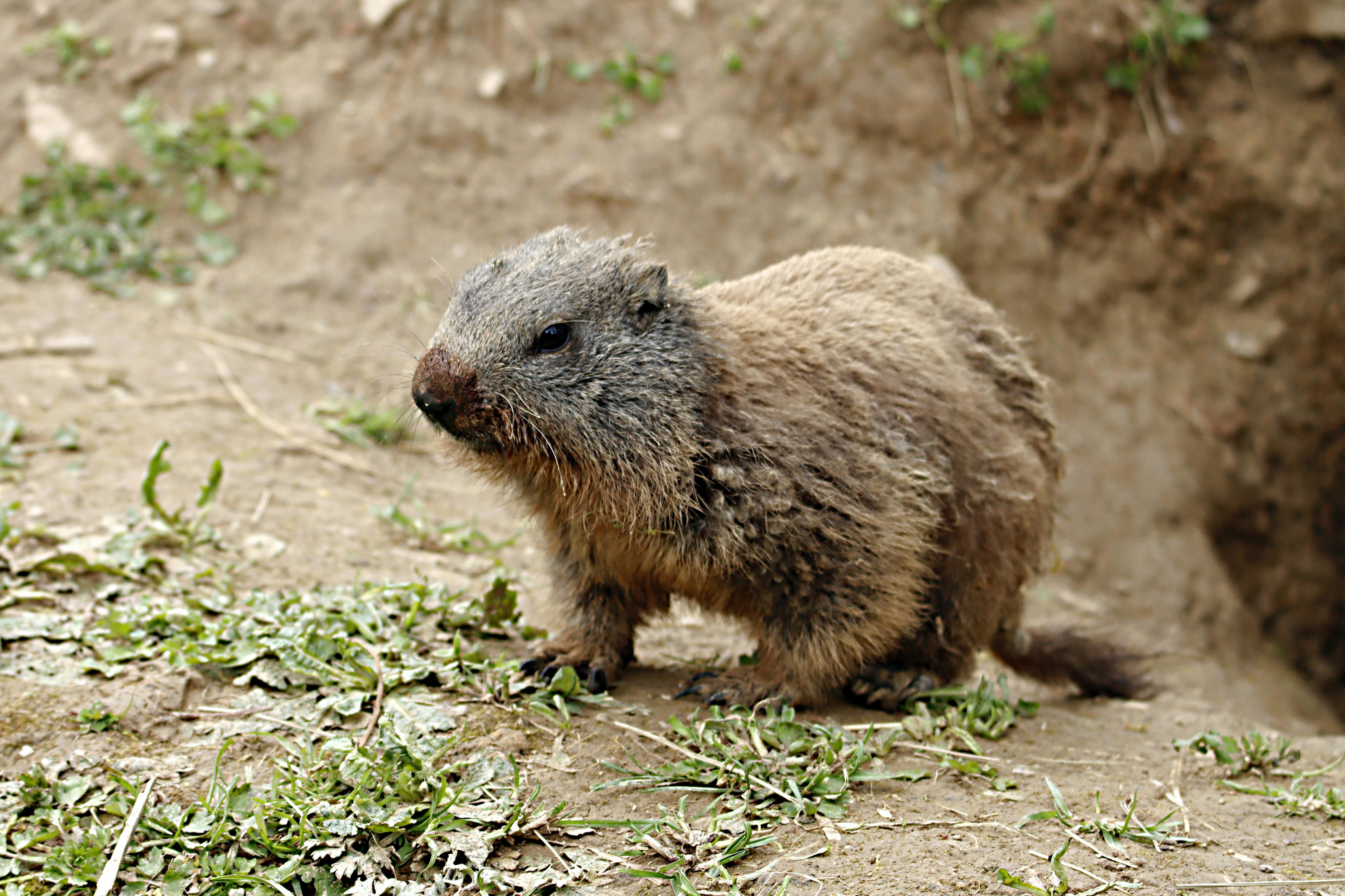 Marmotte