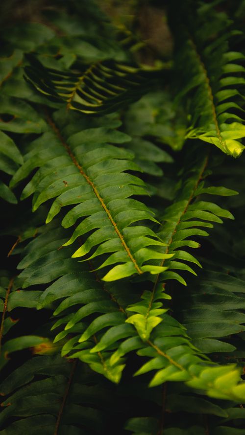 Free Close-up of lush green Boston fern leaves showcasing natural beauty. Stock Photo