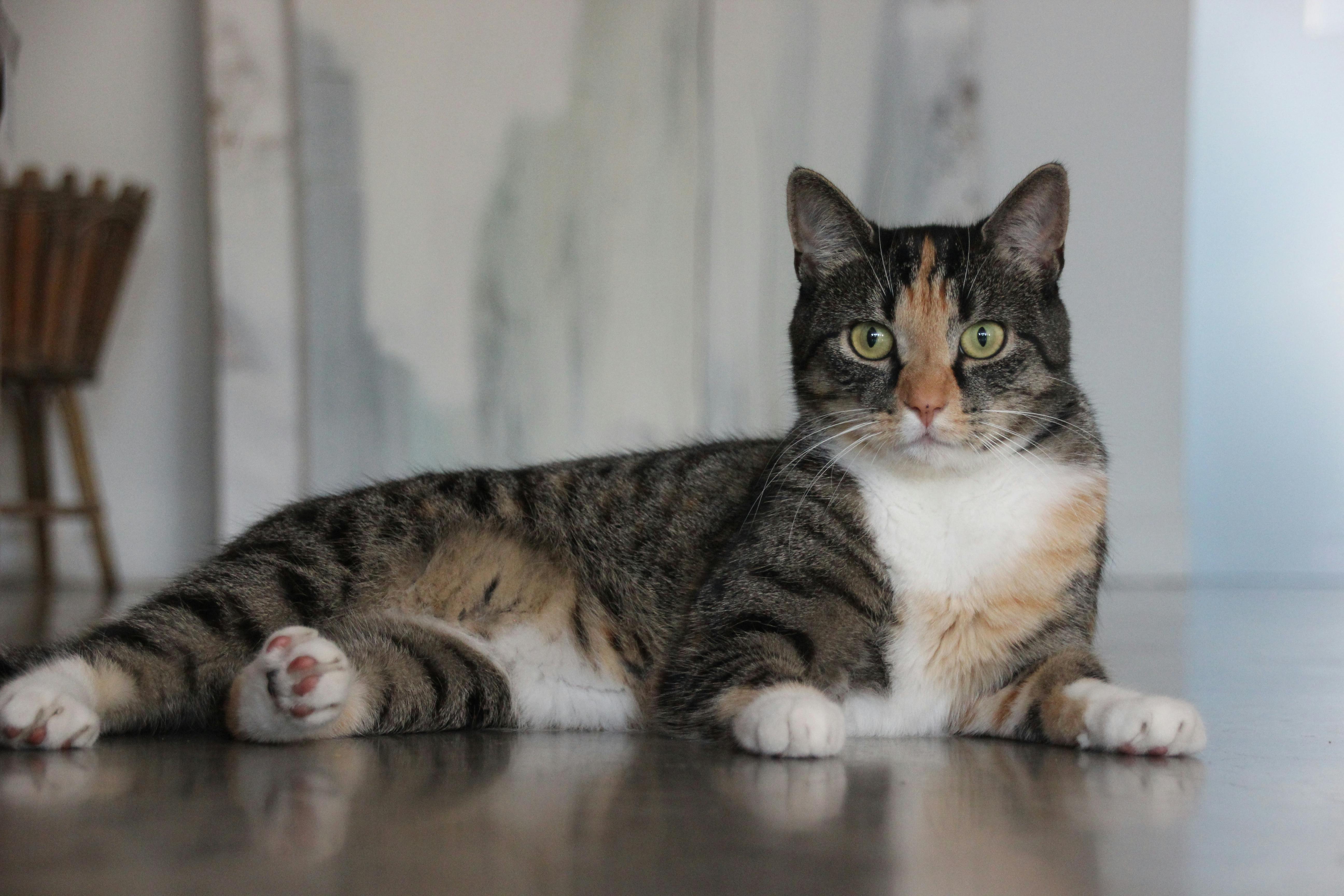 pet insurance pet health costs — Photo by Lies on Pexels
