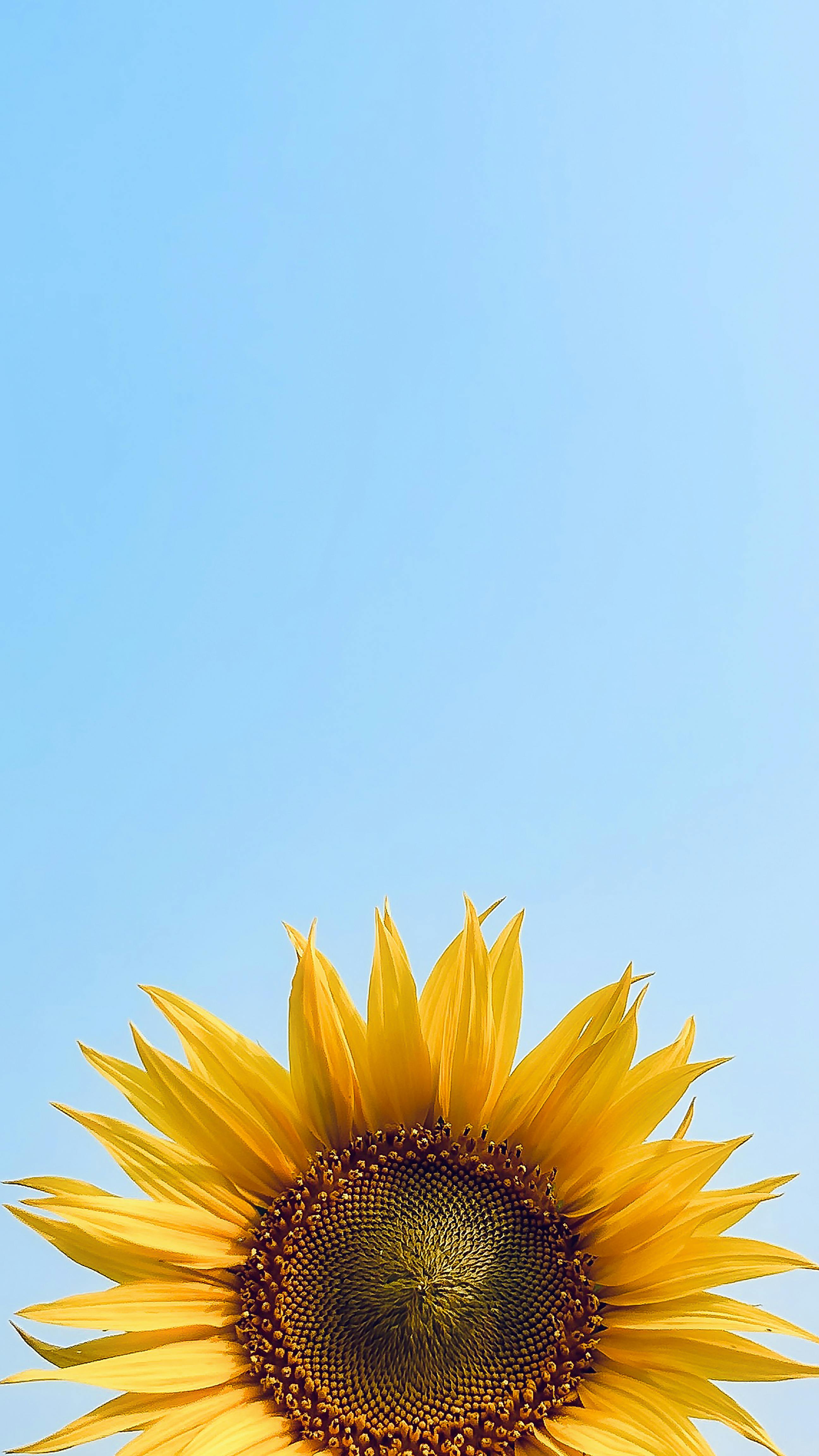 Captivating sunflower with bright petals and stamen against a clear blue sky, offering ample copy space.