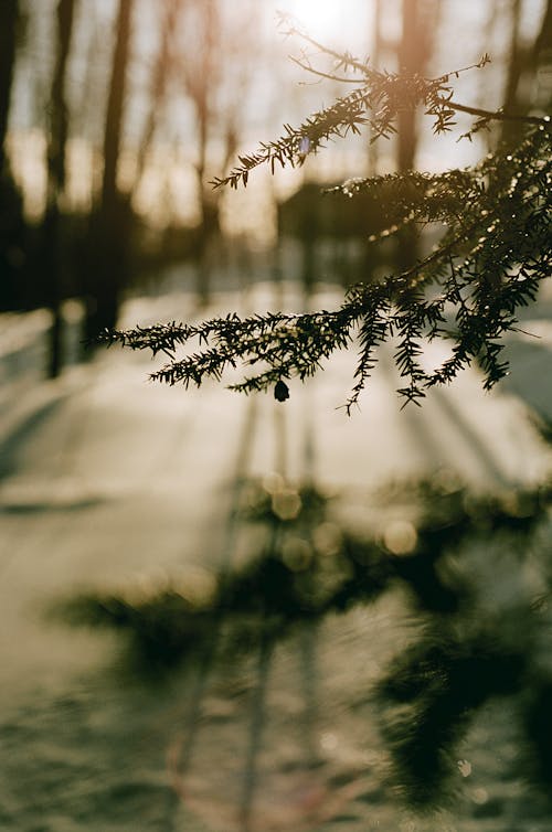 Fotobanka s bezplatnými fotkami na tému chladný, jedľa, selektívne zaostrenie