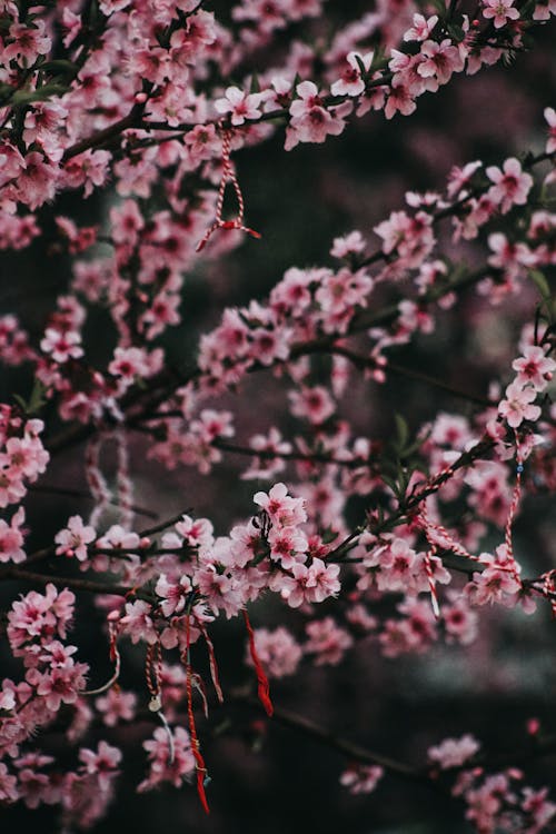 Pink Cherry Blossoms