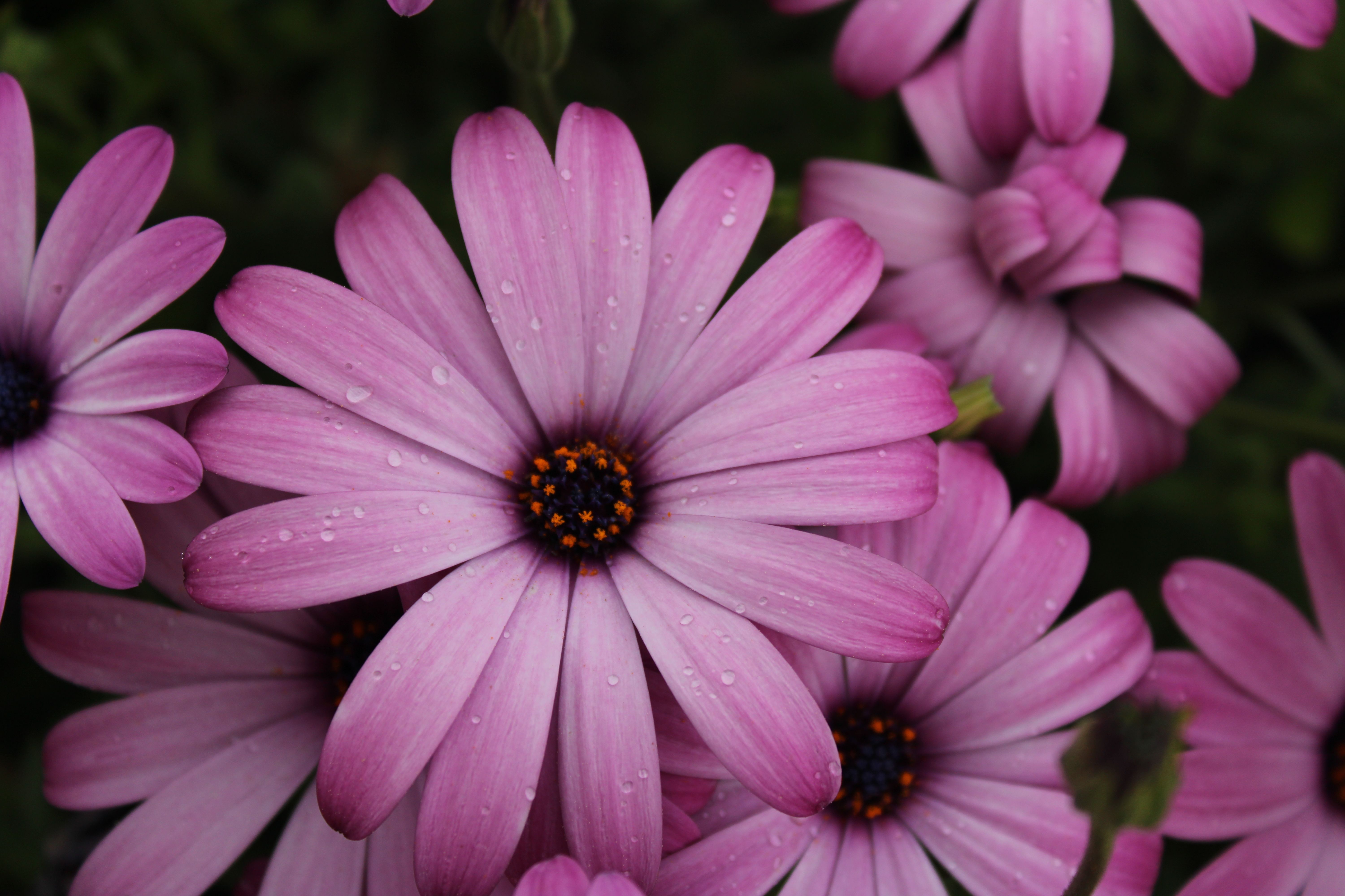 Close-up of Flowers · Free Stock Photo