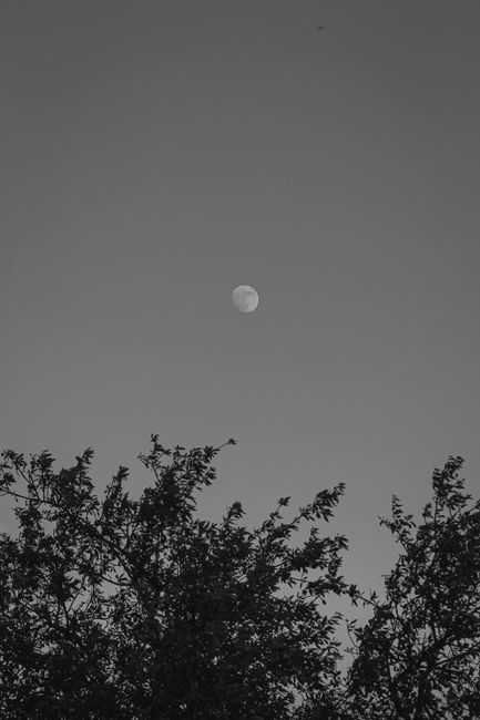 A black and white image of the crescent moon above silhouetted trees at dusk.
